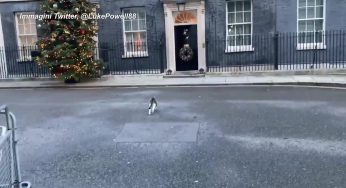 Brexit, il gatto di Downing Street ruba la scena ai negoziati catturando un piccione