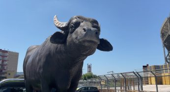 Napoli, proteste degli allevatori di bufale: trattori in marcia verso la Regione
