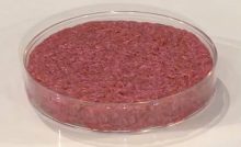 Della carne coltivata